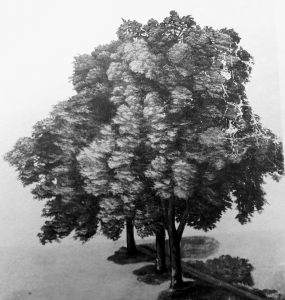 disegno alberi